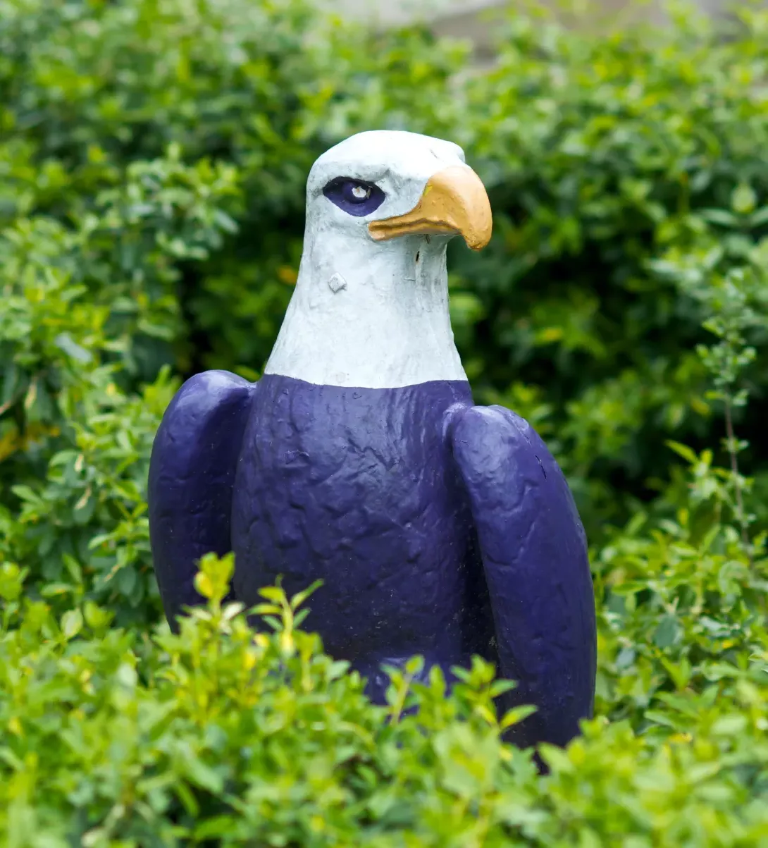 Eagle statue on campus, behind some bushes